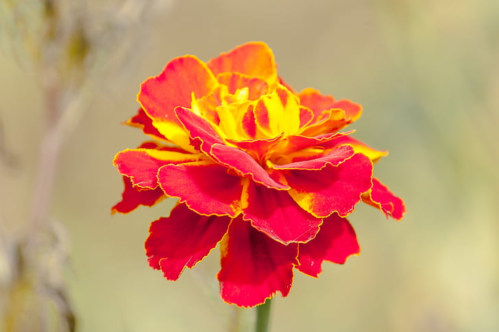 Marigold, červený květ, makro, Příroda, závod, červená, okvětní lístek