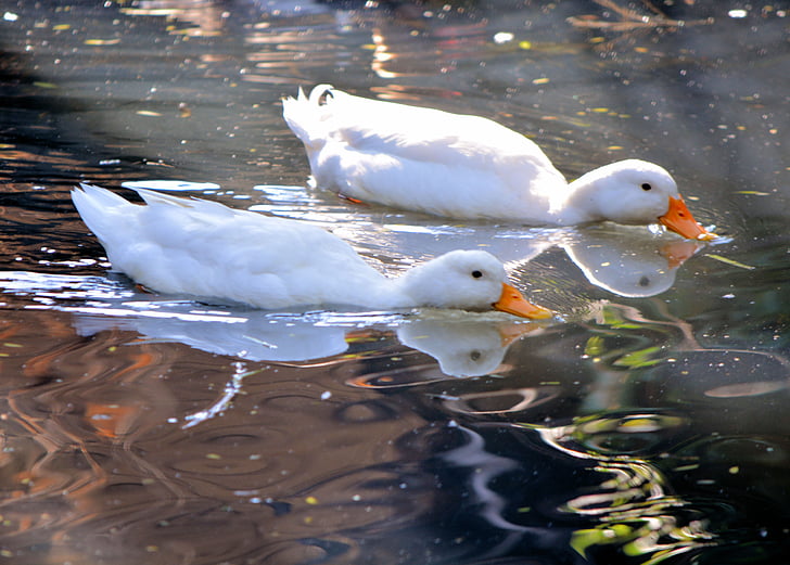 white ducks, swimming, pond, nature