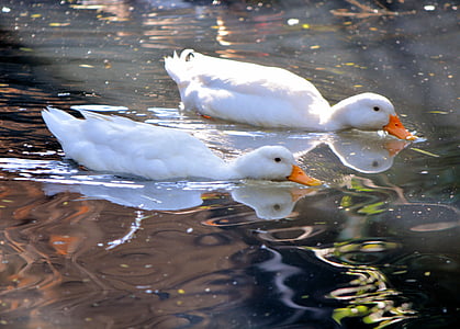 bijele patke, tijekom, ribnjak, priroda