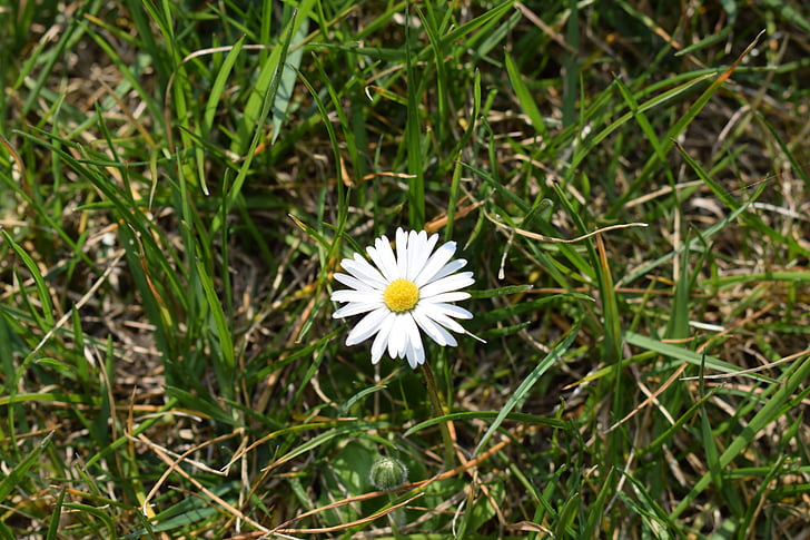 Margaret, fleur, fleur blanche, Prato