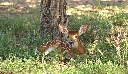 deer, fawn, resting, wildlife, nature, young, outdoors