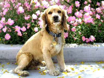 cocker spaniel, dog, canine, pet, portrait, sitting, outdoors