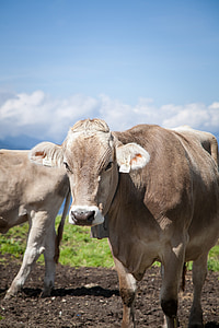 vaca, de, Austria, Tirol, Prado, carne de res, naturaleza