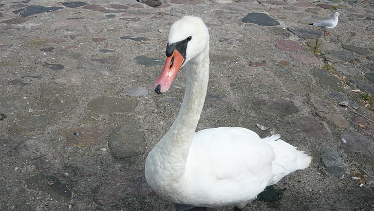 Swan, Gdynia, skwerek, fuglen, natur, dyr, Lake