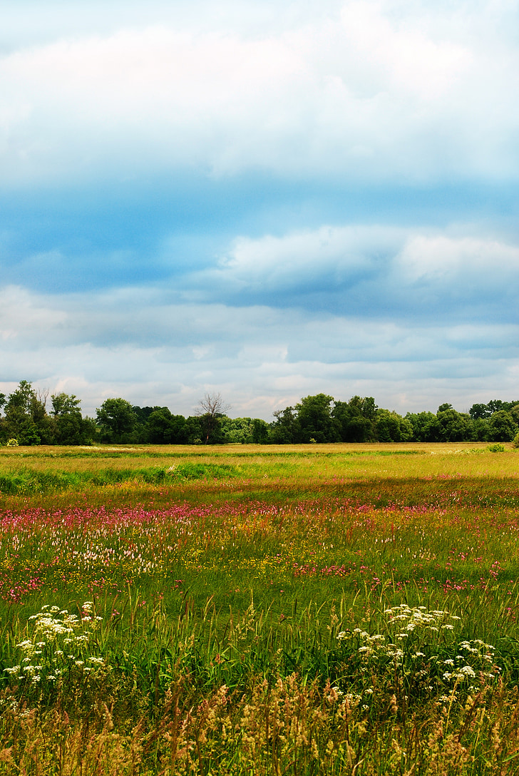spring, yellow, landscape, summer, grass, green, clouds