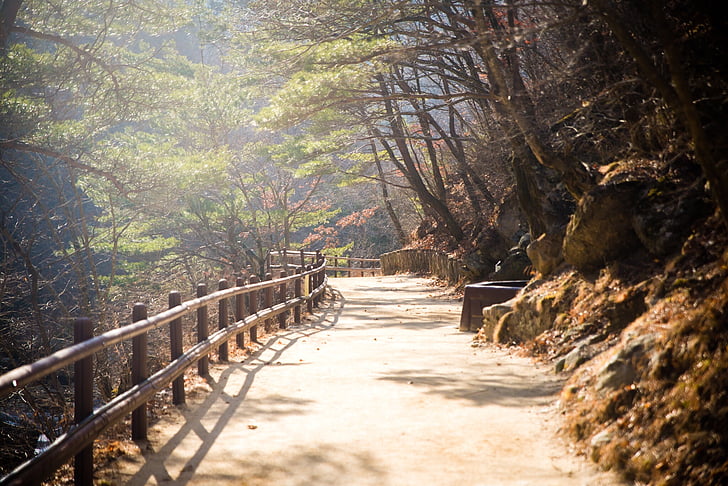 ฤดูใบไม้ร่วง, วังซาน, ป่า, ธรรมชาติ, เดิน