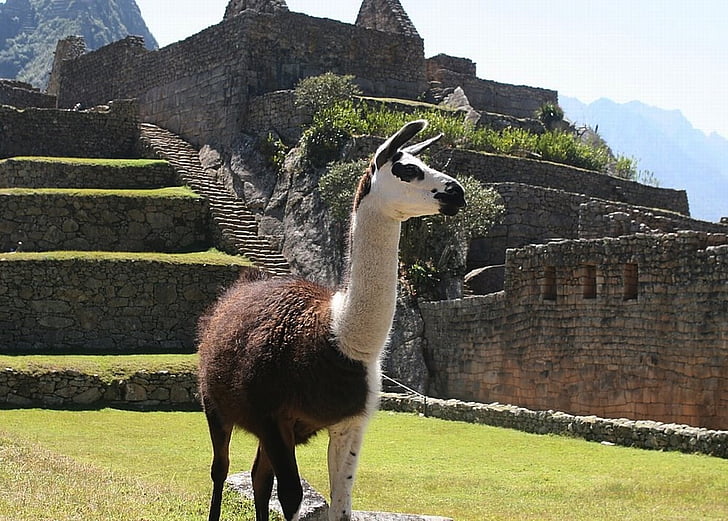 llama, Perú, naturaleza, fuera de, ruinas, arquitectura, antigua