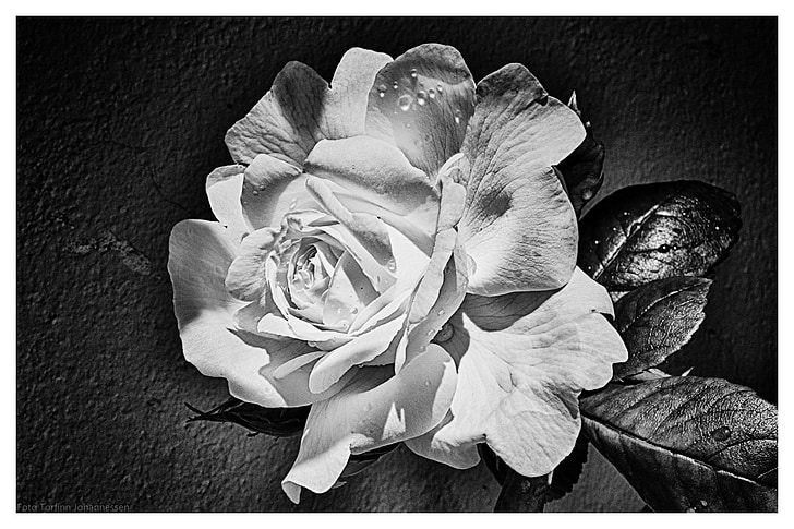 Ros, fleur, feuille, noir, blanc, Thibaud johannessen, photo