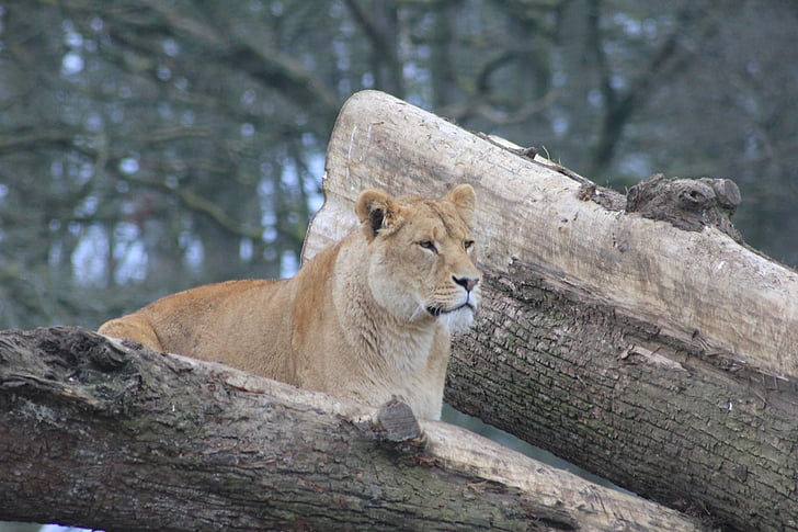 Lioness, träd, djur, Zoo