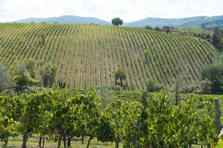 vitivinícola, Viña, vid, pendiente, colina, naturaleza, otoño
