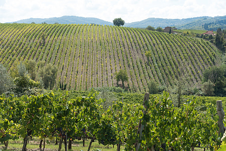 winegrowing, vineyard, vine, slope, hill, nature, autumn