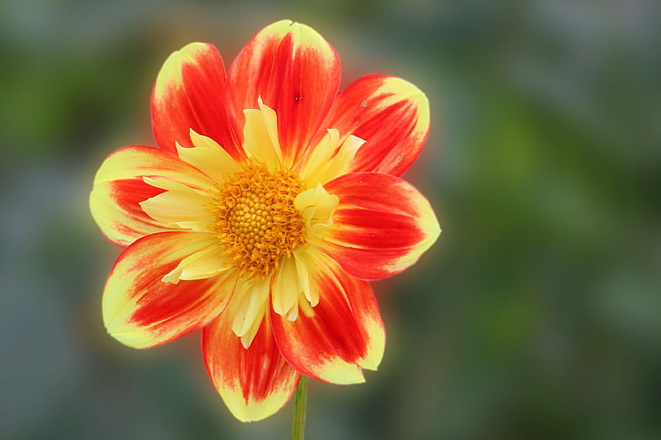 Dahlia, flor, floración, rojo amarillo, flor, planta de jardín, jardín de Dahlia