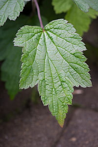 blad, groen, groene blad, structuur van het blad, Tuin, plant, Herfstblad Anemoon