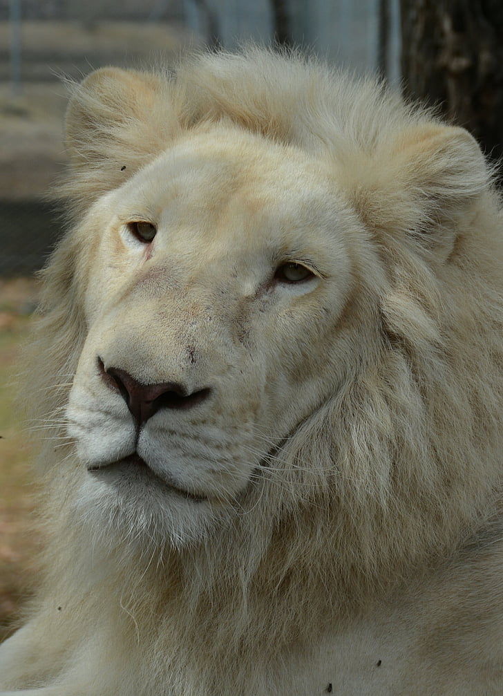 white, lions, face