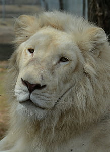 trắng, sư tử, khuôn mặt