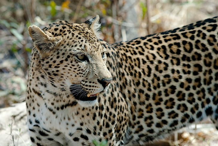 Afrika, állat, nagy macska, leopárd, Safari, vadon élő állatok, vadonban