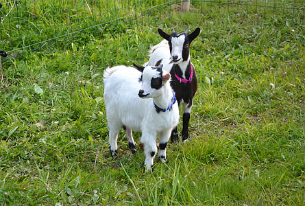 goat, kids, breeding, animal, cute, goat baby, goats