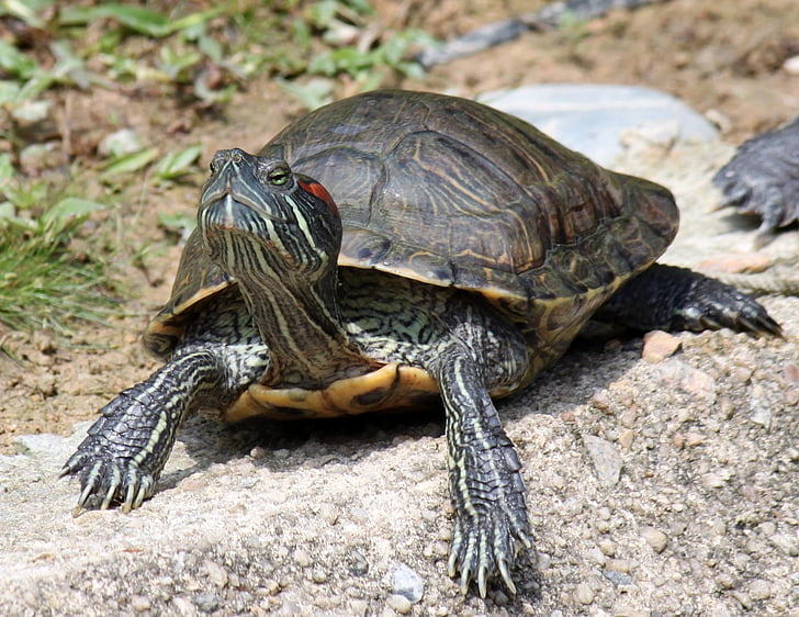 tortoise, animal, rock, sunlight, turtle, water creature