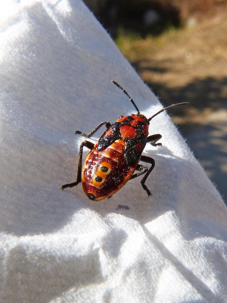 Beetle, säilitatakse Baseli loodusloomuuseumis, oranž, putukate, No inimesed, Suurendus:, loomad looduses