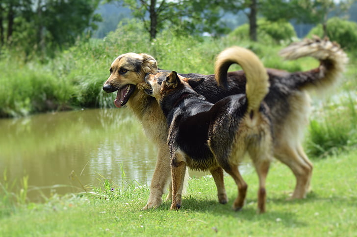 gossos, jugant, gossos tocant, animal de companyia, feliç, diversió, herba