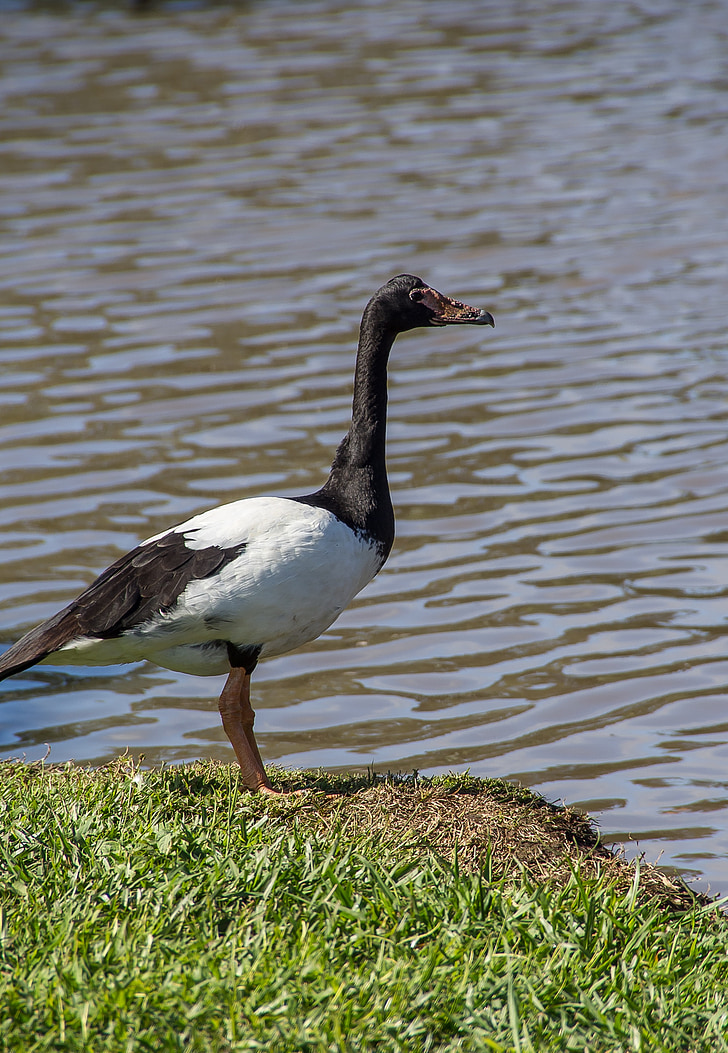 magpie goose, goose, bird, waterbird, black, white, lake