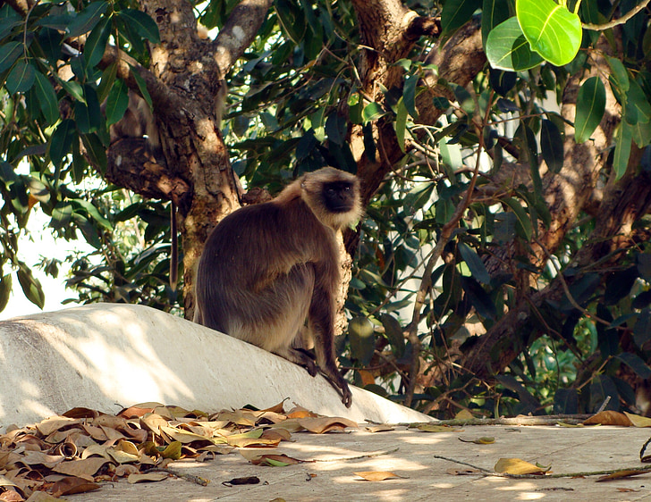 Hanuman langur, Monkey, Jamun träd, syzigium ingår, BlackBerry träd, Dharwad, Roof top