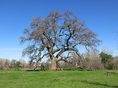 oak, tree, nature, green, landscape, trunk, grass