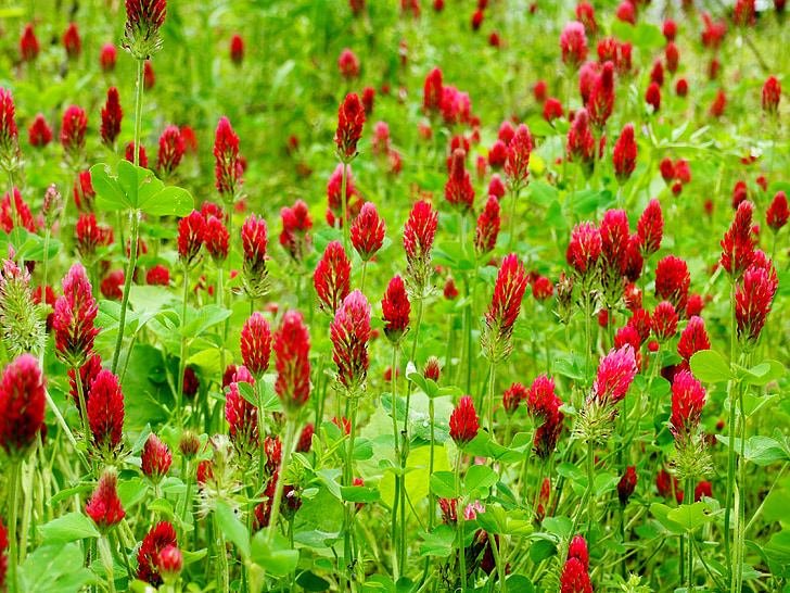 Crimson klaverblaadjes, veld, rood, weide, natuur, wilde bloemen, rode bloemen