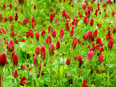 Crimson kløver, feltet, rød, eng, natur, villblomster, røde blomster