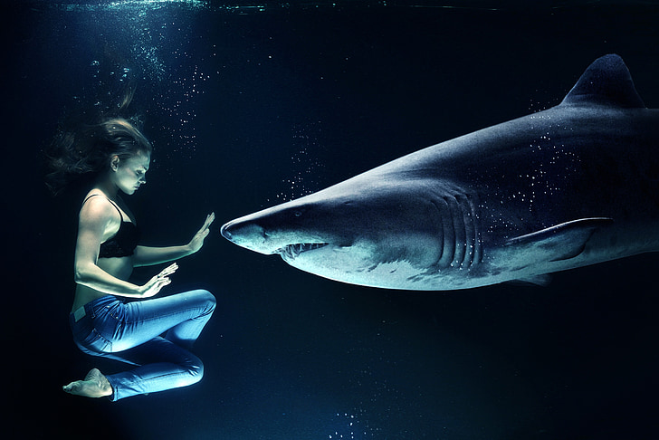 woman, hai, great white shark, underwater, sea, shark attack, human host