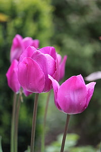 tulips, pink, flowers, plant, nature, tulip, flower