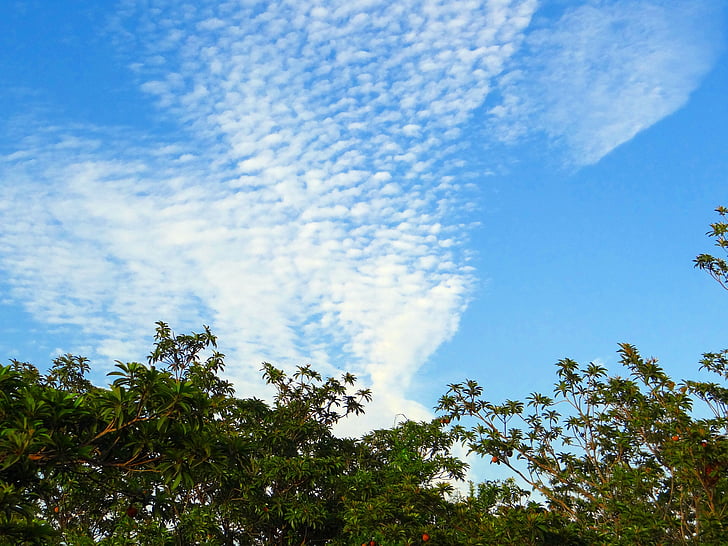 овощна градина, chikoo, chikoo дървета, облаците, Altocumulus, Индия