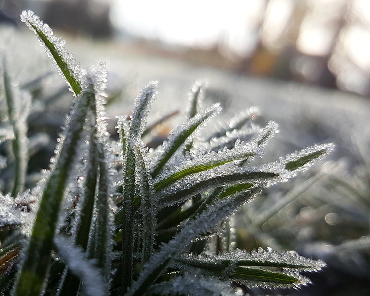 gelo, erba, macro, freddo, mattina, ghiaccio, all'aperto