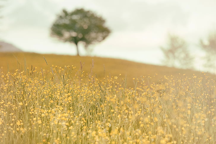 снимка, жълто, венчелистче, цвете, близо до, Грийн, дърво