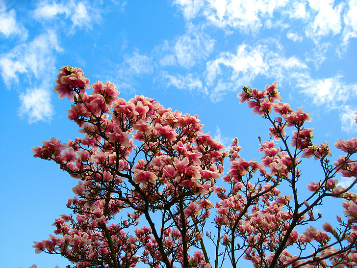 Magnolia, Magnolia tree, roosa lill, Magnolia lehed, frühlingsblüher, alguses bloomer, Kevadlilled