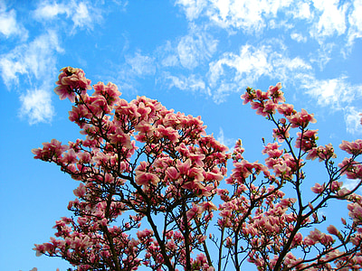 Magnolia, magnólia fát, rózsaszín virág, magnólia elhagyja, frühlingsblüher, korai gikszer, tavaszi virágok