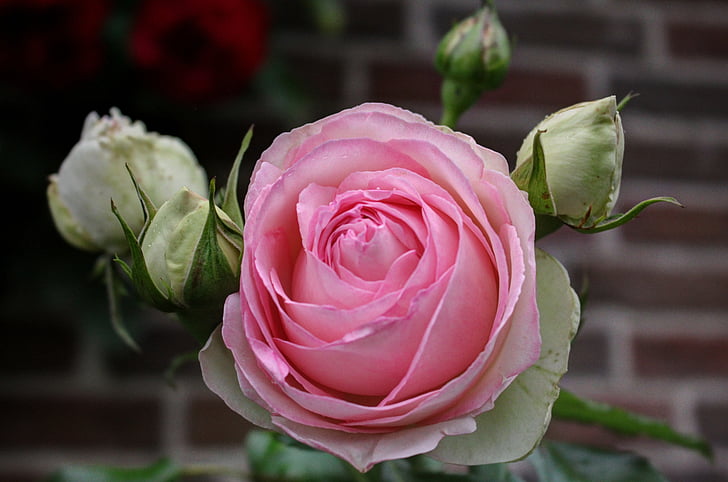 virág, Rózsa, rózsa virágzik, Blossom, Bloom, Pink rose
