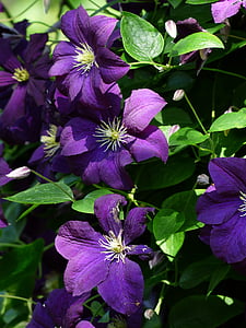Clematis, flori, violet, violet, plante, încolăci, hahnenfußgewächs