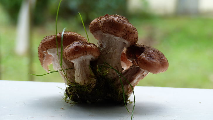 mushrooms, rodinka, found