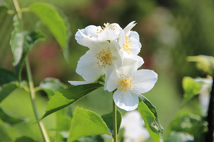 květ, Bloom, bílá, zahrada, závod