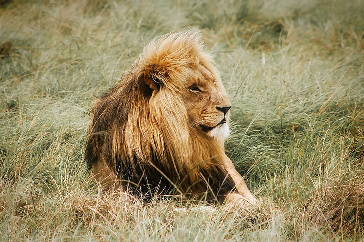 λιοντάρι, αρσενικό, ανάπαυσης, Αφρική, σαφάρι, αρπακτικό, ζώο