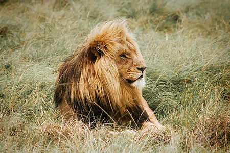 Leão, macho, a descansar, África, safári, predador, animal