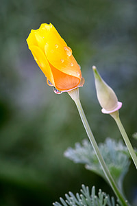 california poppy, flower, bud, california, bloom, golden, nature