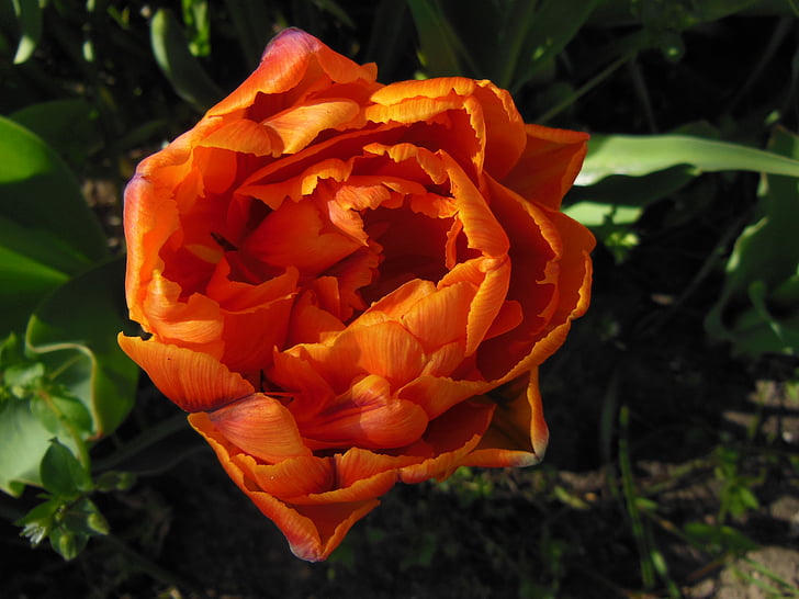 Tulip, tulipes doubles, orange, gros plan, rempli, couleur chaude, couleur