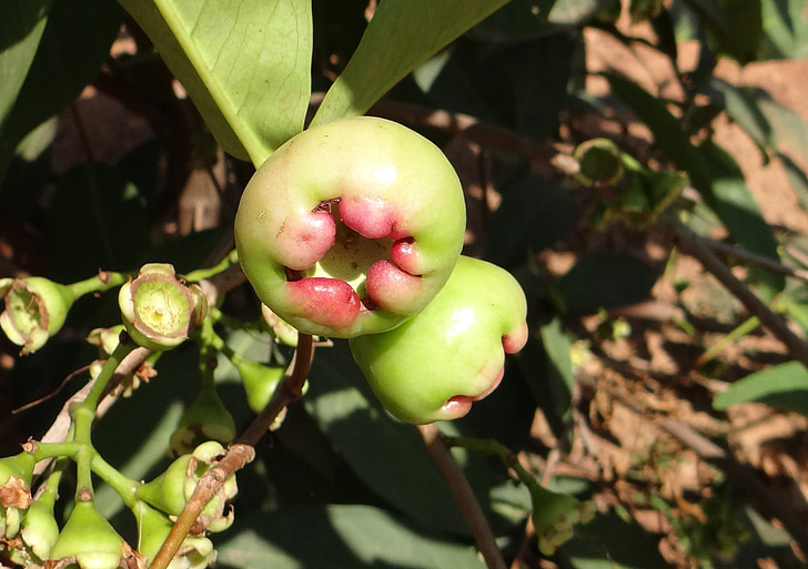 Rose apple, Rausvasis gvazdikmedis, nesubrendusių, vaisių, atogrąžų, Karnataka, Indija