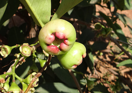 pomme rose, Syzygium jambos, immatures, fruits, Tropical, Karnataka, Inde