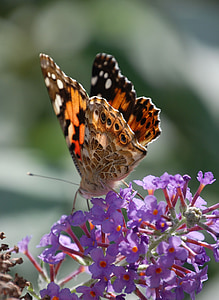 butterfly, insect, painted lady, wildlife, macro, wings, buddleia