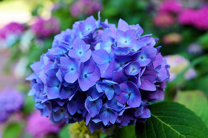 Ortensia, Blossom, Bloom, blu, infiorescenza, Flora, arbusto ornamentale