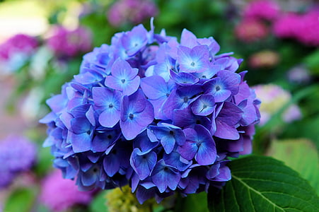 hydrangea, blossom, bloom, blue, inflorescence, flora, ornamental shrub