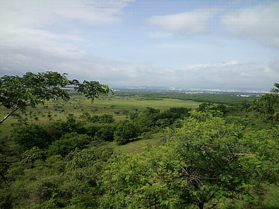 zelená, ráno, džungle, strom, Panorama, Příroda, Les